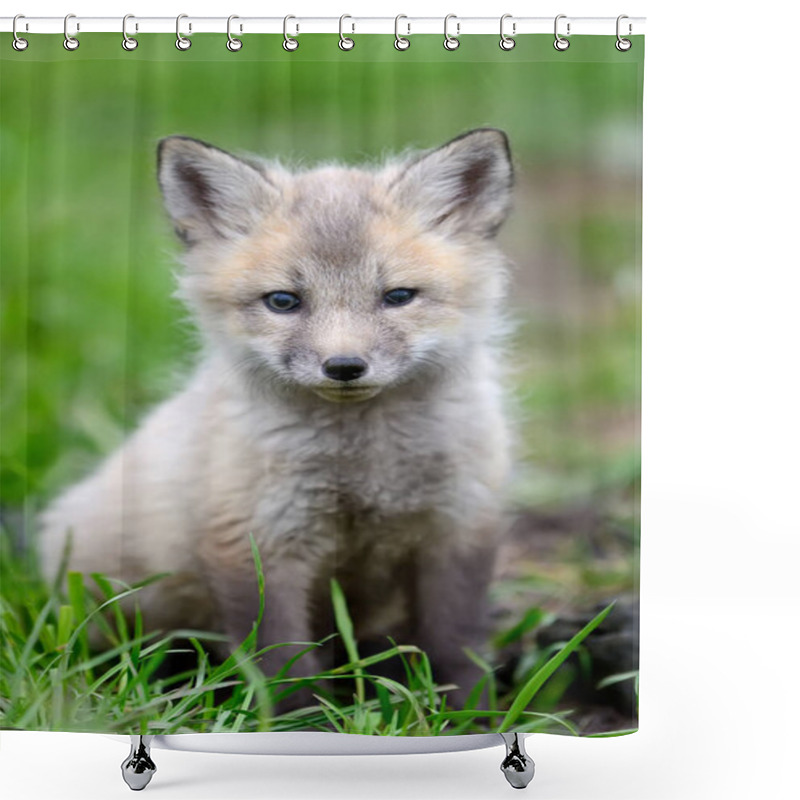 Personality  Fox Cub In Grass Shower Curtains