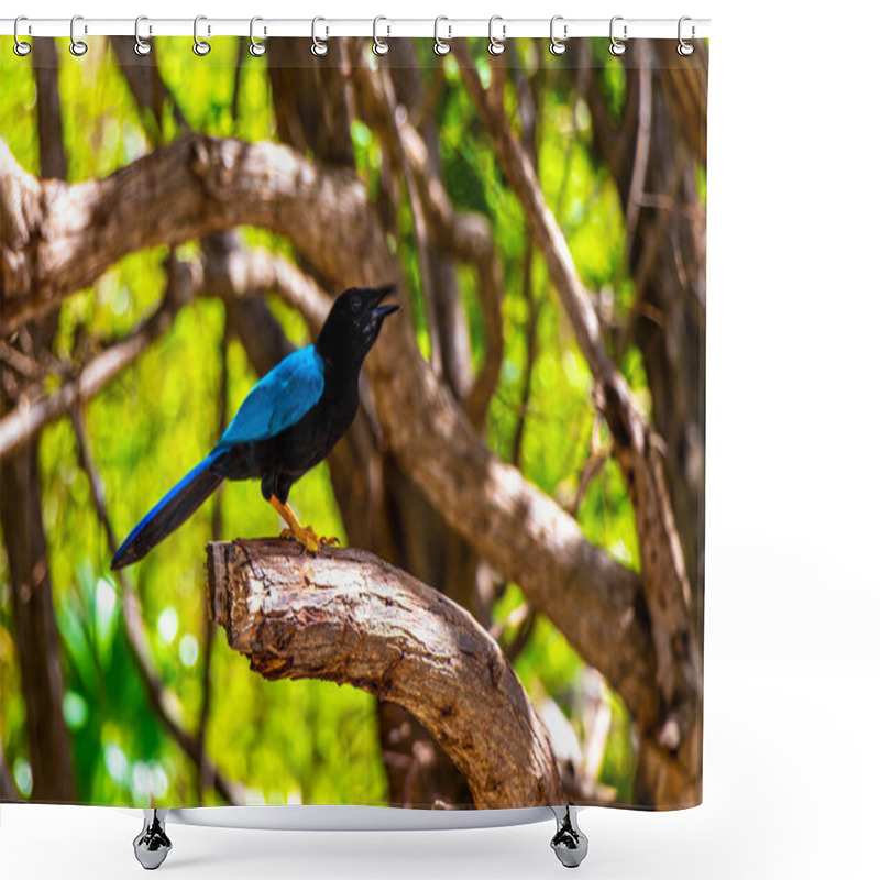 Personality  Yucatan Jay Bird Birds In The Tree Top Trees Crown On A  Branch In Tropical Jungle Forest Nature In Playa Del Carmen Quintana Roo Mexico. Shower Curtains