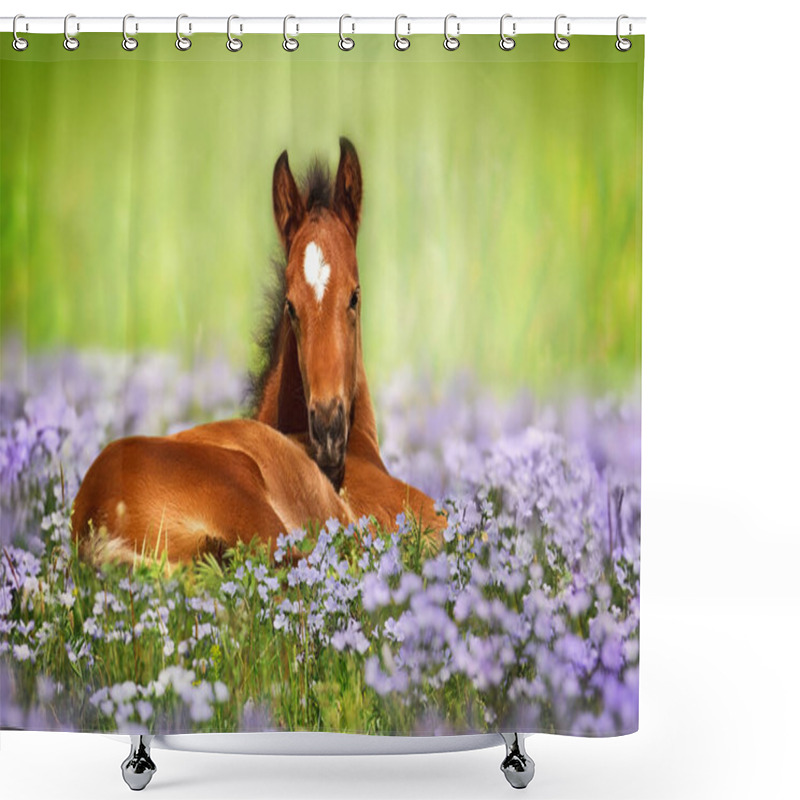 Personality  Sweet Little Sleeping Chestnut Foal Baby Horse Outside On A Lawn In Spring Flowers Meadow Shower Curtains