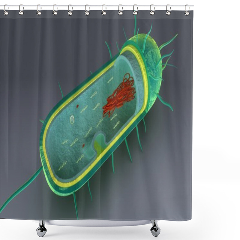 Personality  Internal Parts Of Bacteria Shower Curtains