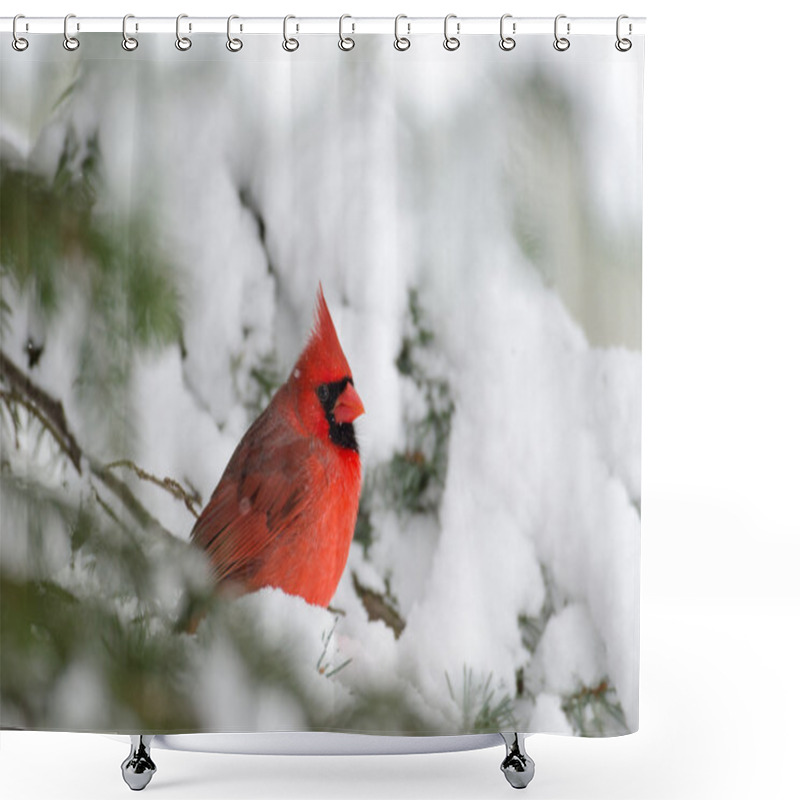 Personality  Northern Cardinal Perched In A Tree Shower Curtains