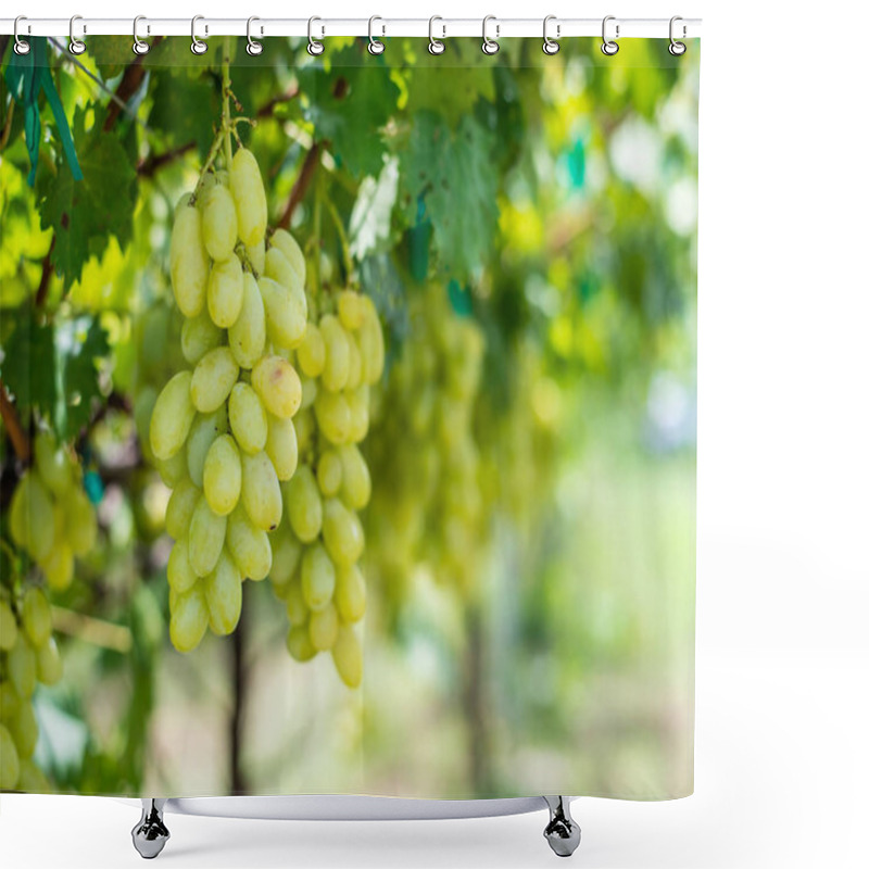 Personality  Grapes With Green Leaves On The Grape Fruit Plants Outdoors. Shower Curtains