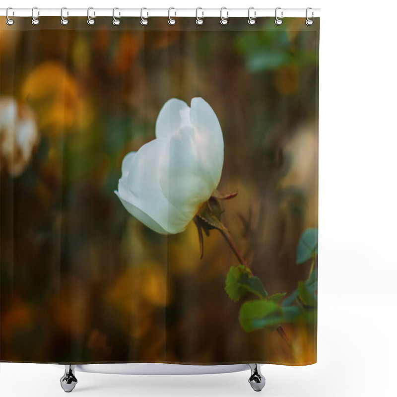 Personality  White Wild Roses In Warm Evening Sunlight. Beautiful Fragrant Flowers In Springtime. Floral Background. Shower Curtains