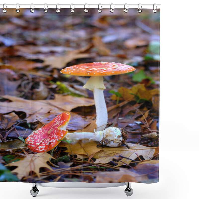 Personality  Close-up Of Two Amanita Muscaria Or Fly Agaric Mushrooms With Orange Caps And White Spots, Growing Among Fallen Leaves In An Oak Forest In Ucieda, Cabuerniga Valley, Cantabria, Spain. Shower Curtains