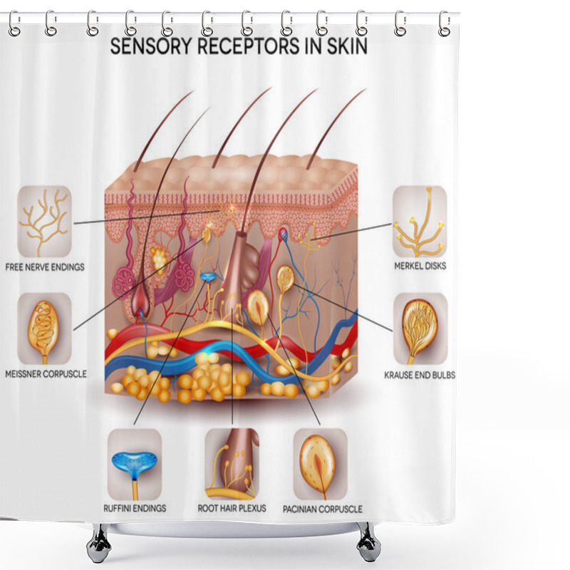 Personality  Sensory Receptors In The Skin Shower Curtains