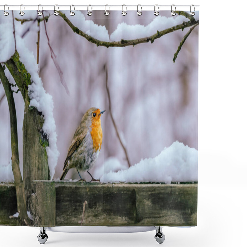 Personality  Robin Redbreast (Erithacus Rubecula) Sat On A Fence Surrounded By Snow In Findlayston Country Park, Langbank, Scotland. Ideal Christmas Scene Background. Shower Curtains