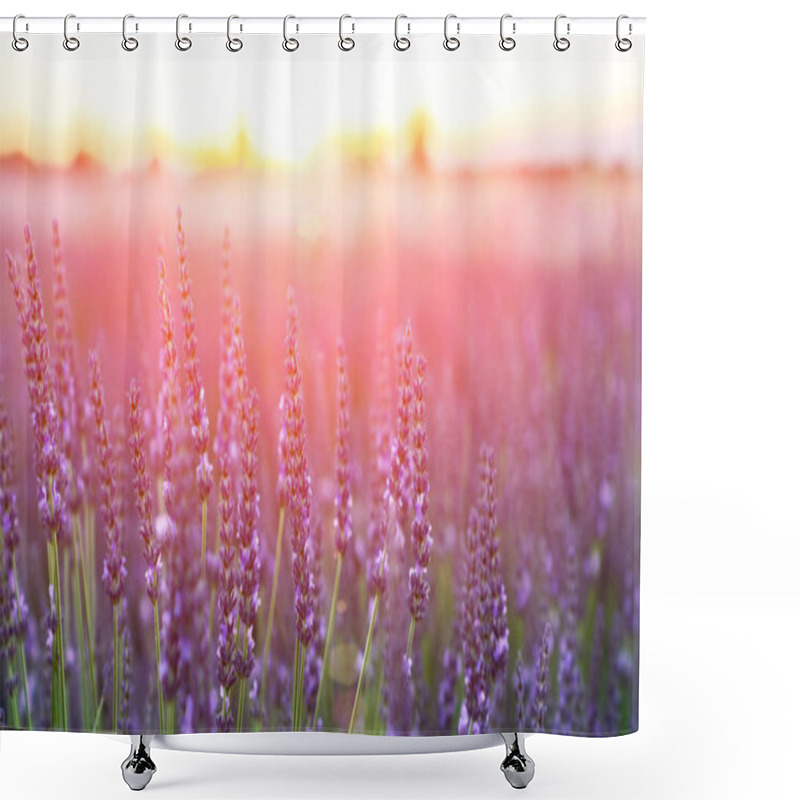 Personality  Selective Focus On Lavender Flower In Flower Field. Lavender Flowers Lit By Sunlight. Shower Curtains