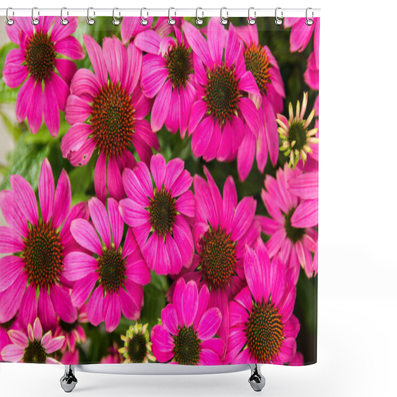 Personality  Purple Echinacea Flowers Shower Curtains