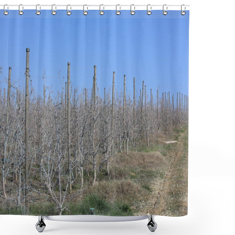 Personality  A Well-kept Dwarf Apple Orchard Treated With Bordeaux Mixture Shower Curtains