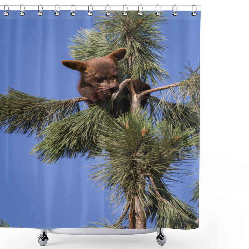 Personality  Brown Bear Club Shower Curtains