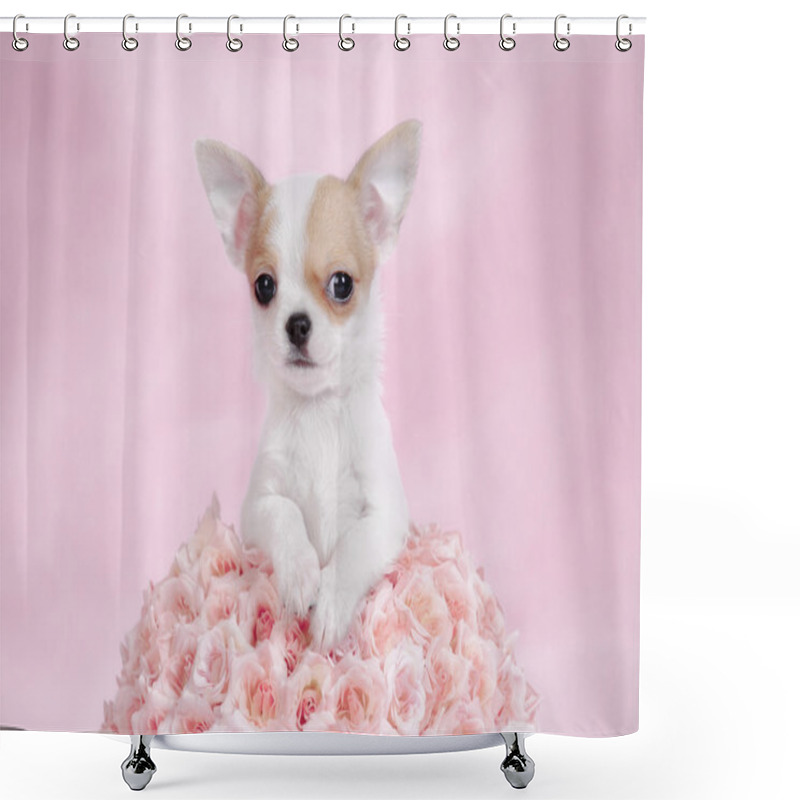 Personality  Chihuahua Puppy Portrait Shower Curtains