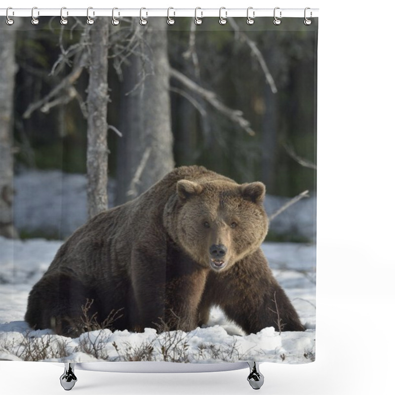 Personality  Brown Bear (Ursus Arctos) In Spring Forest. Shower Curtains