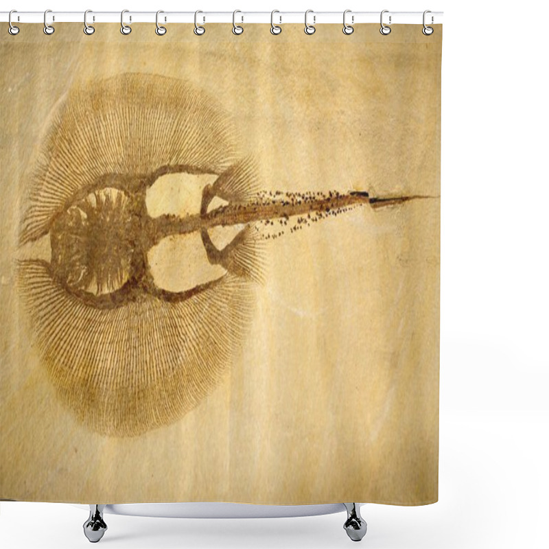 Personality  Fossilized Stingray Shower Curtains