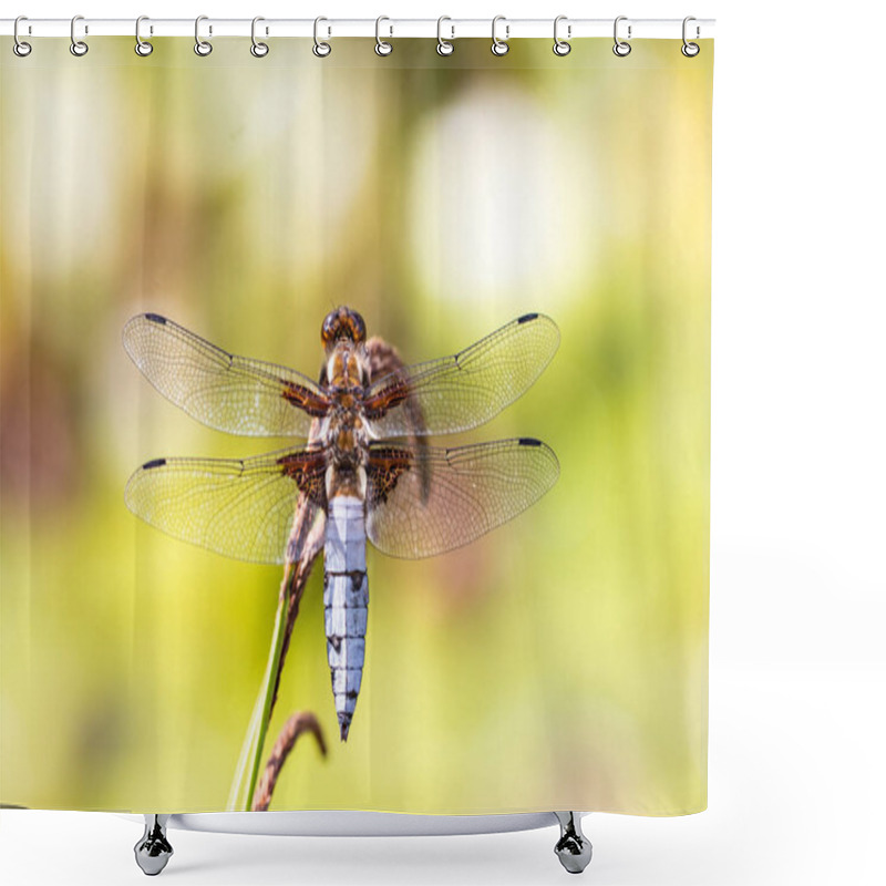 Personality  Dragonfly Background. Closeup Of Broad-bodied Chaser Dragonfly M Shower Curtains