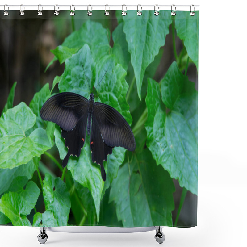 Personality  A Winged Butterfly On Leaf Shower Curtains