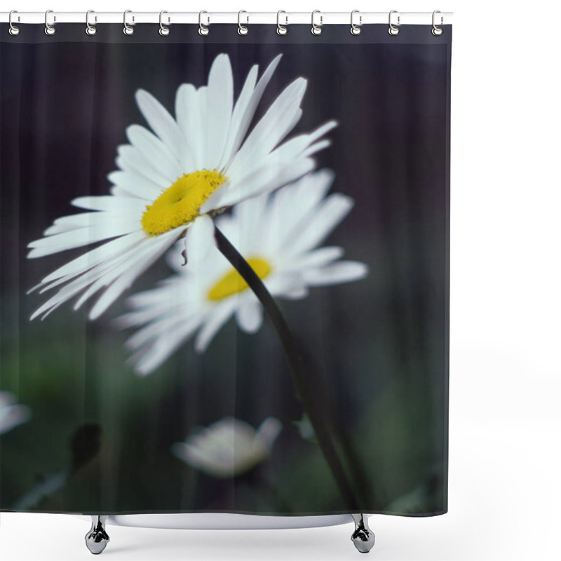 Personality  Two Daisies In The Garden And White Shower Curtains