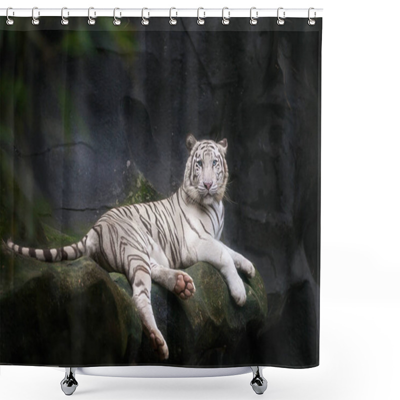 Personality  White Tiger Lying In Cave  Shower Curtains