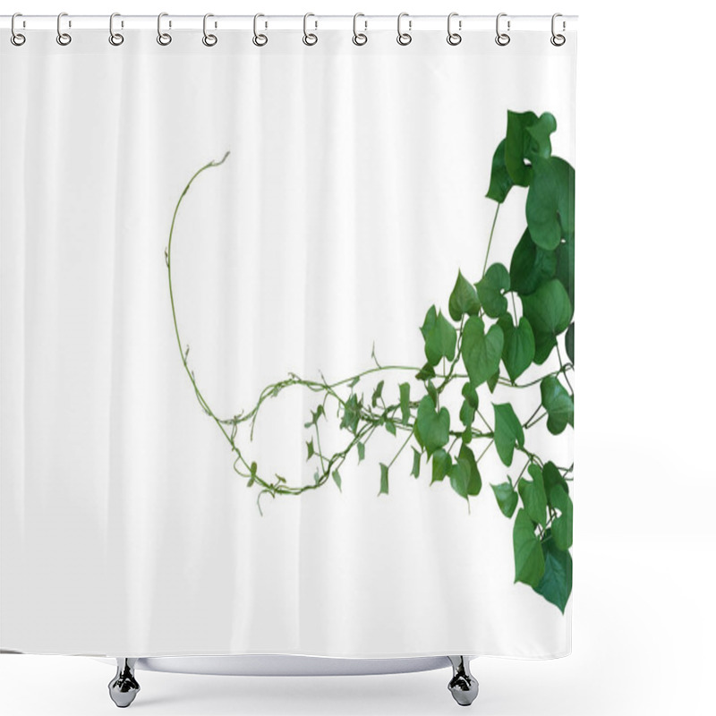 Personality  Heart Shaped Green Leaves Twisted Vines Of Wild Yam Or Air Potato (Dioscorea Sp.) Tuberous Climbing Vine Jungle Plant Bush  Isolated On White Background, Clipping Path Included. Shower Curtains