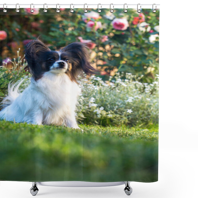 Personality  Pensive Doggie On The Lawn Shower Curtains