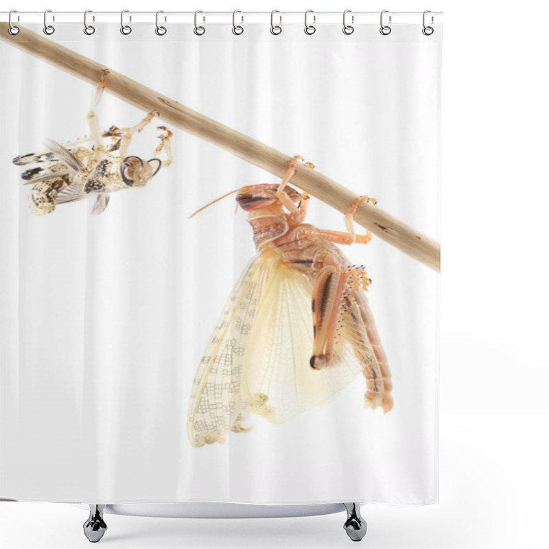 Personality  Locust, Desert Locust (Schistocerca Gregaria), Immediately After Molt Shower Curtains