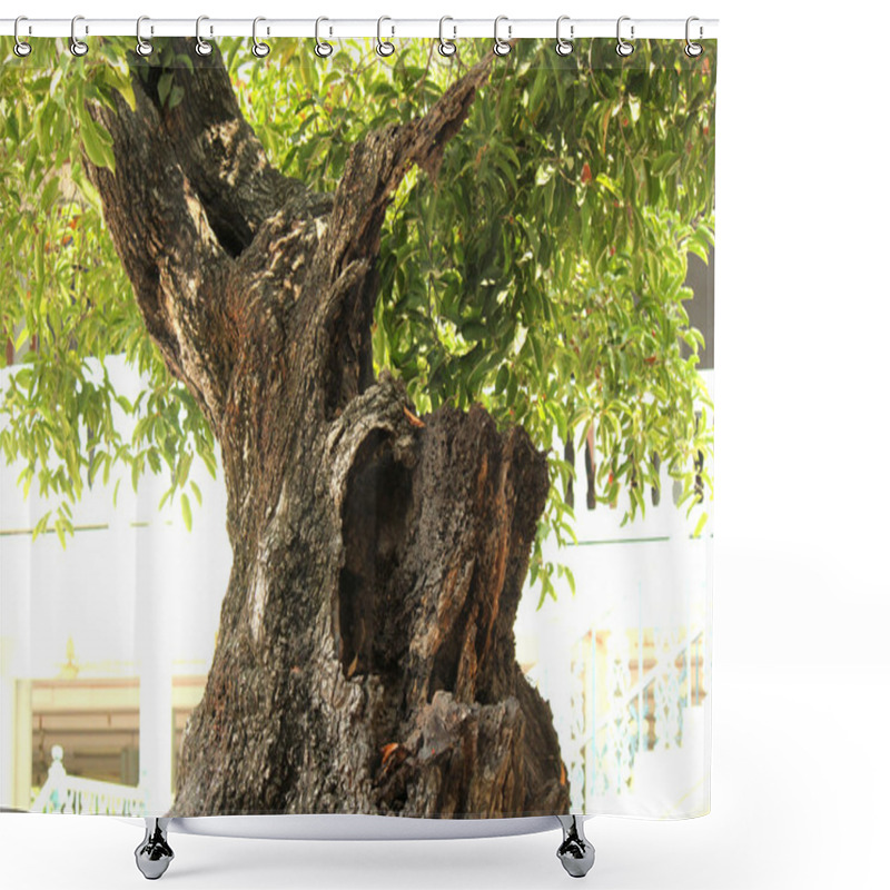 Personality  Old Trees Thick Crust. Shower Curtains