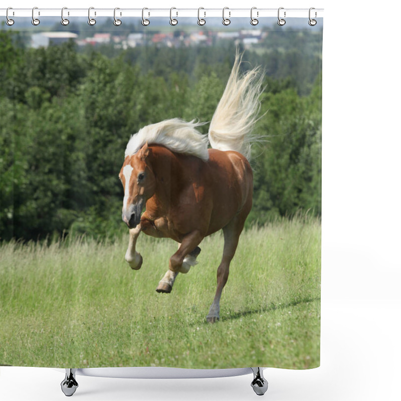 Personality  Amazing Haflinger Jumping On Pasturage Shower Curtains