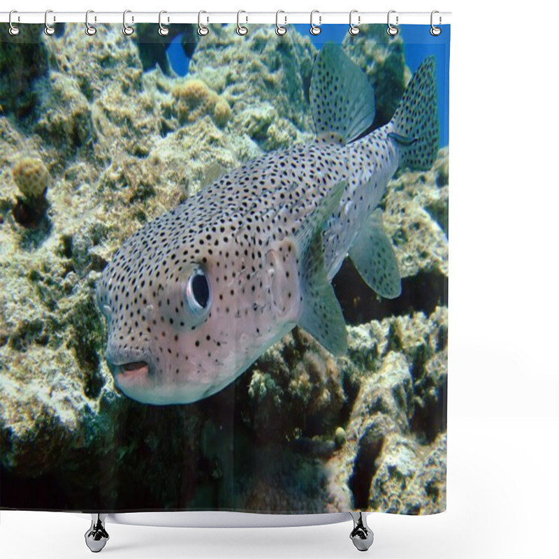 Personality  Porcupinefish Shower Curtains