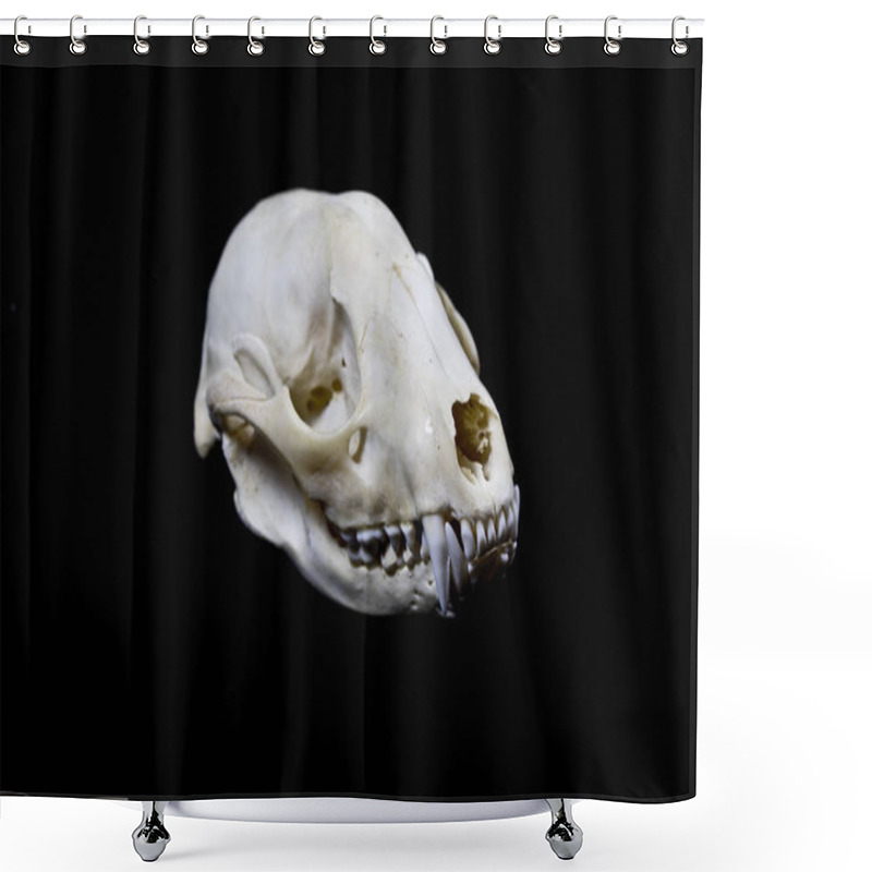 Personality  Abstract Close Up Of An Badger Animal Skull On Black Background Shower Curtains