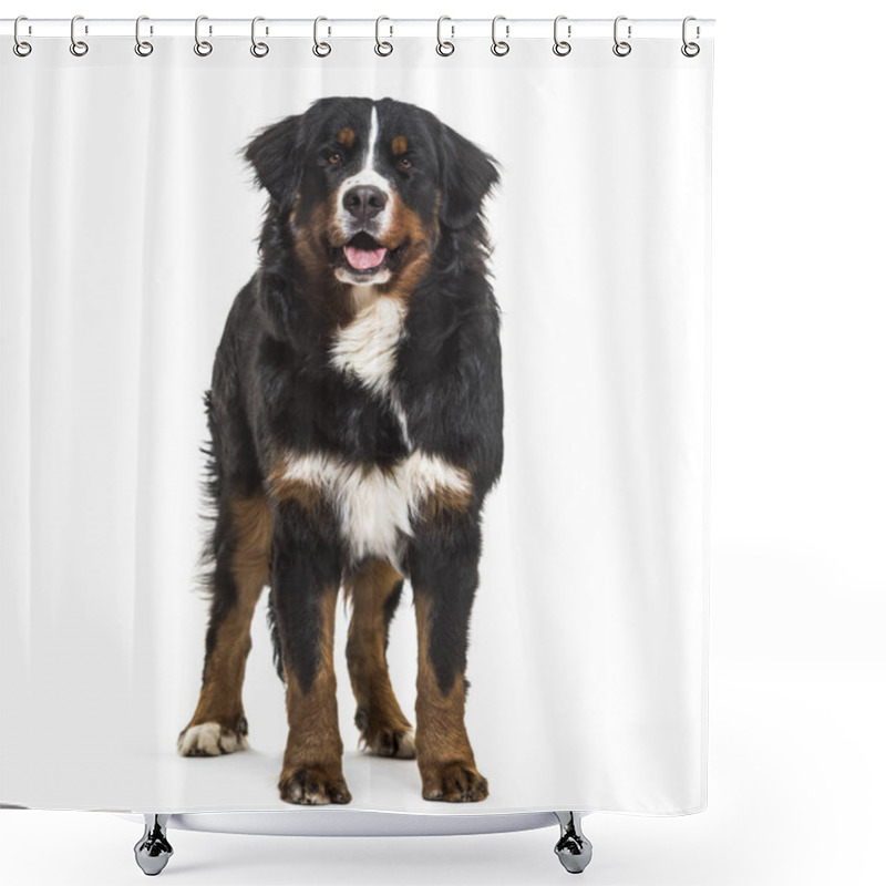 Personality  Bernese Mountain Dog, 10 Months Old, Standing Against White Background Shower Curtains