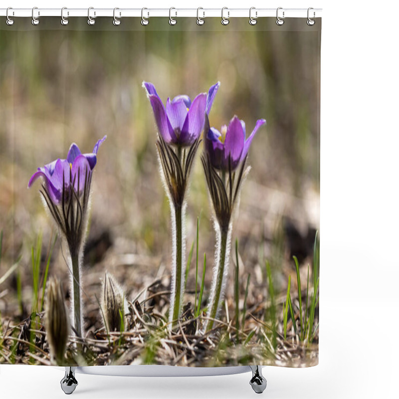 Personality  Spring Flowers Pulsatilla Vernalis On A Natural Background, Detailed Macro View. Shower Curtains