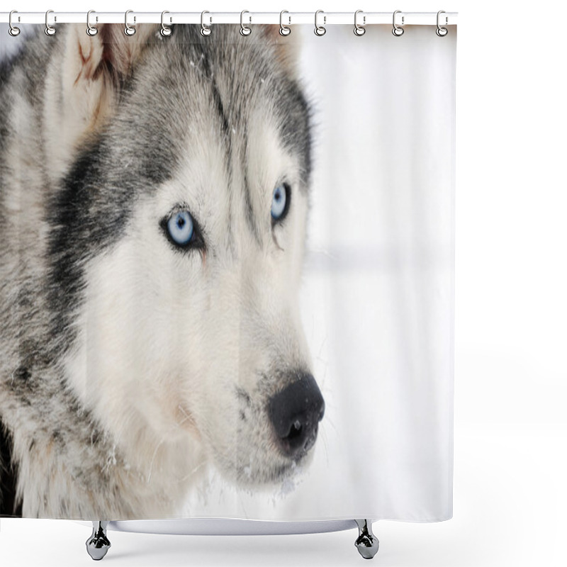 Personality  Husky Portrait Shower Curtains