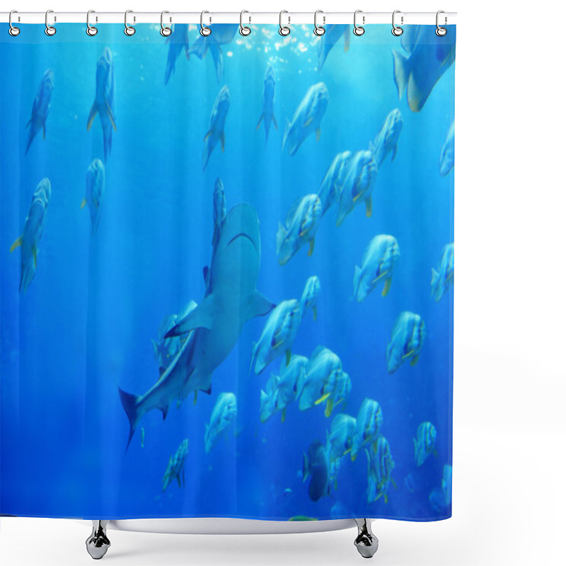 Personality  Shark And Fish Shower Curtains