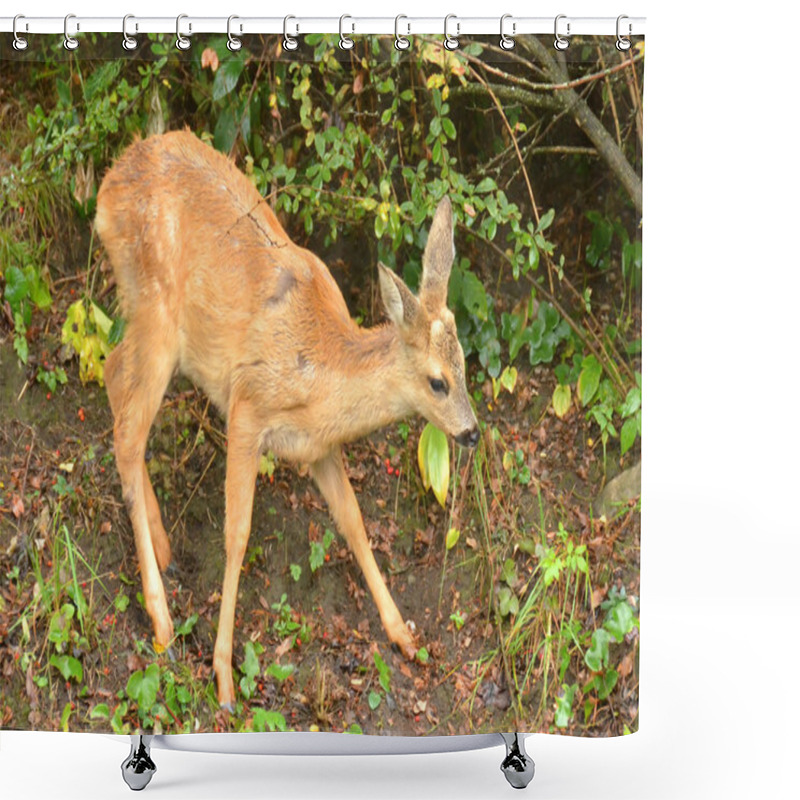 Personality  Roe Fawn Shower Curtains