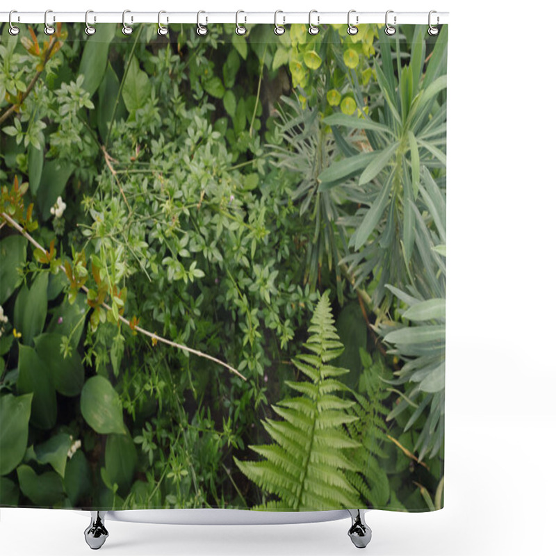 Personality  Green Plants Euphorbia Lathyris, Cercis Siliquastrum And Other Plants In Nature. Beautiful Green Background. Shower Curtains