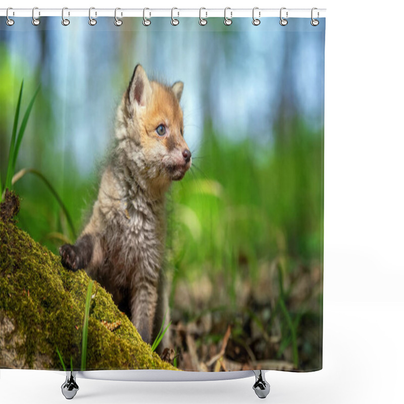 Personality  Red Fox, Vulpes Vulpes, Small Young Cub In Forest. Cute Little Wild Predators In Natural Environment. Wildlife Scene From Nature Shower Curtains