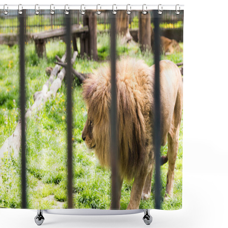 Personality  Beautiful Wild Lion Raised In Captivity Shower Curtains