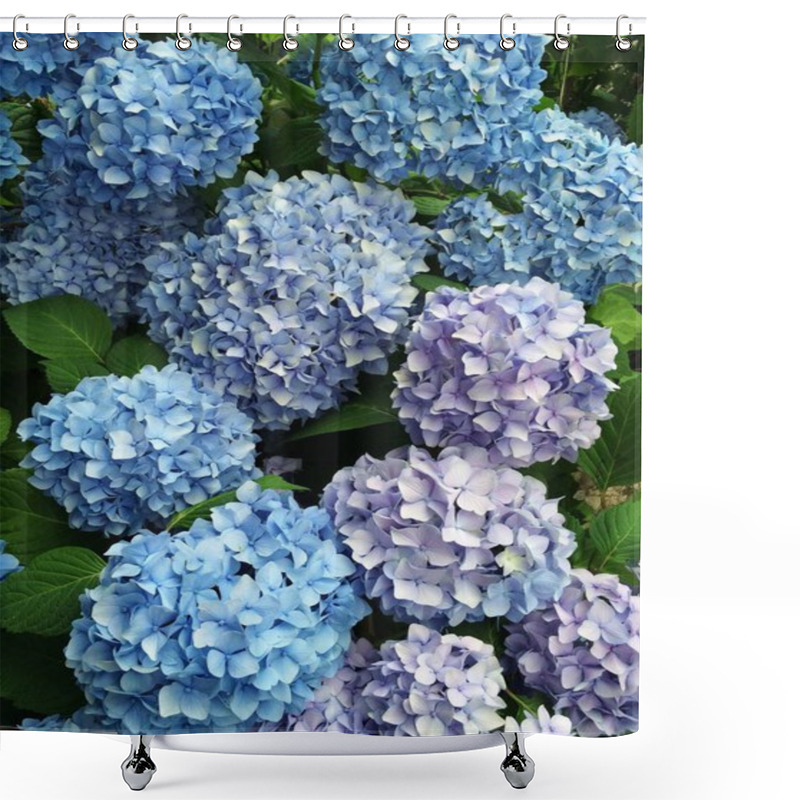 Personality  Blue Hydrangea Flowers In Bloom In The Garden Shower Curtains