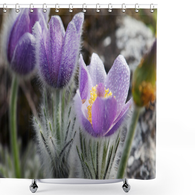 Personality  Flowering Pulsatilla Slavica In Spring Shower Curtains