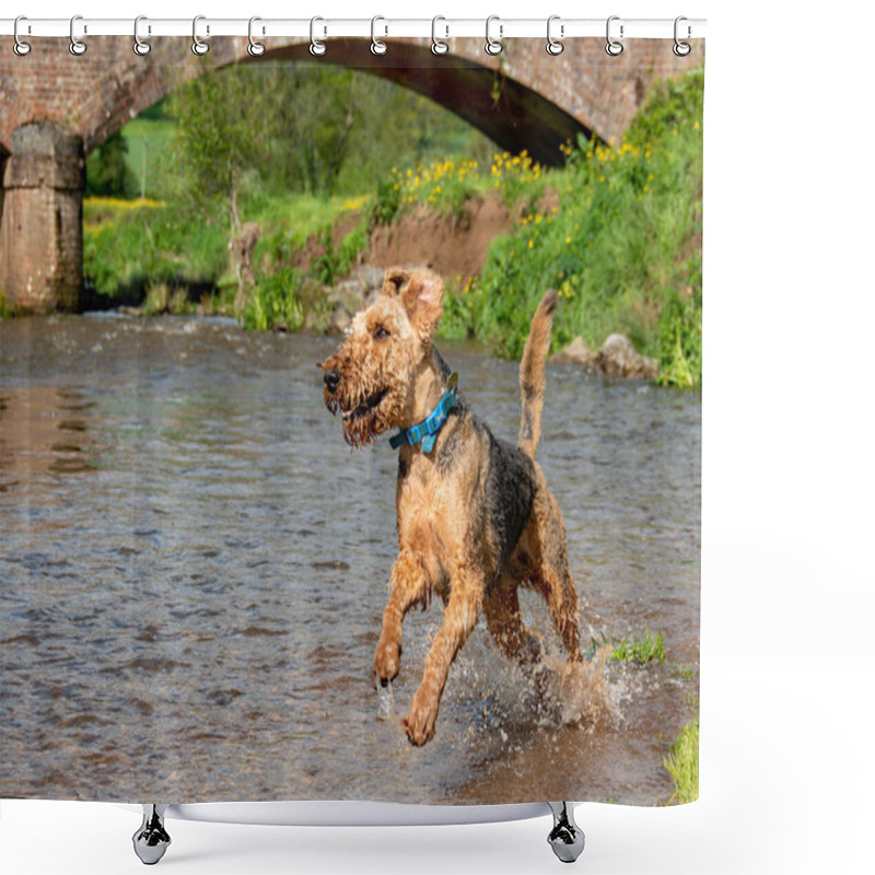 Personality  An Airedale Terrier Dog Happily Running And Jumping In A River. Sharp Focus Focus On The Eye Of The Dog.  Shower Curtains