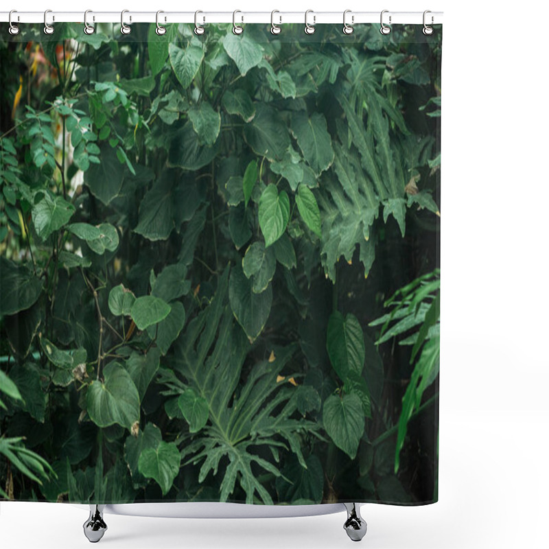 Personality  Green Exotic Different Leaves In Botanical Garden Shower Curtains