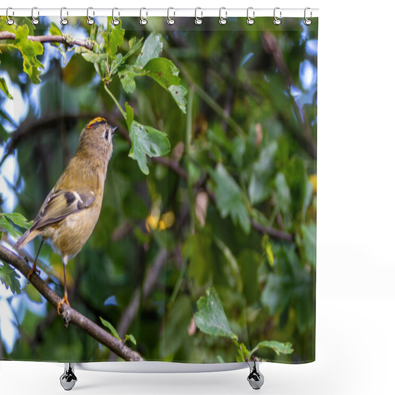 Personality  Goldcrest (Regulus Regulus), Found In Woodlands And Gardens Across Europe Shower Curtains