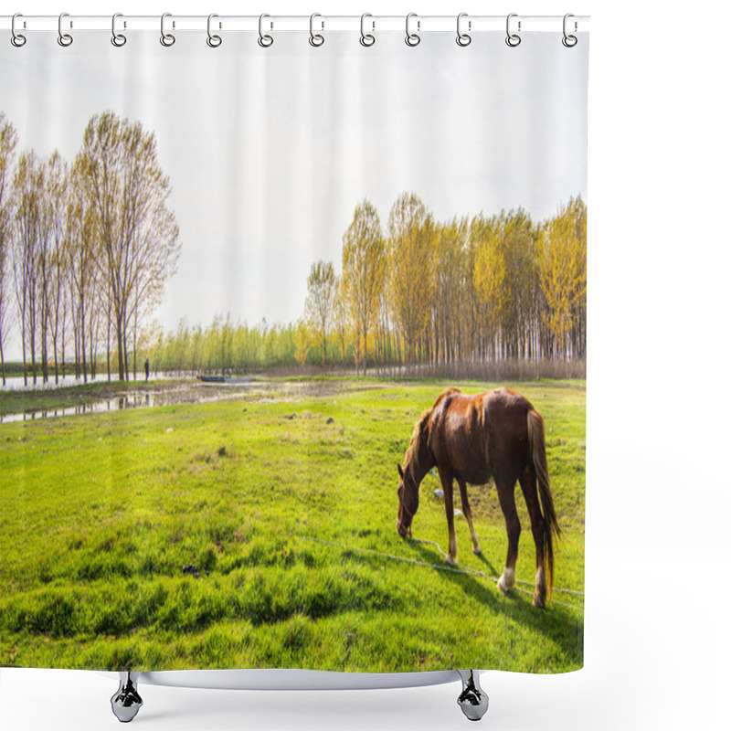 Personality  Brown Horse Grazing Grass On A Meadow Shower Curtains