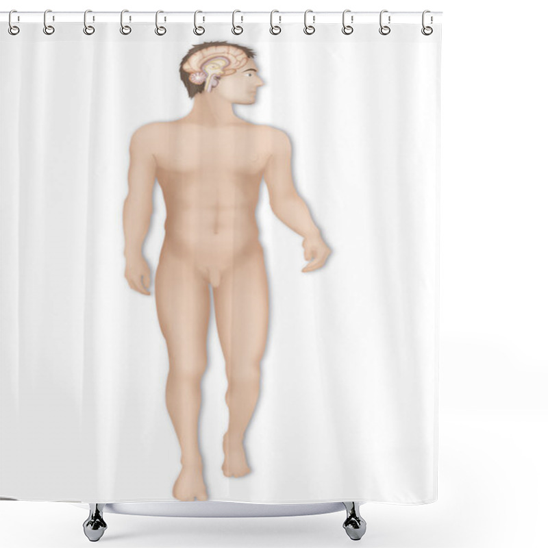 Personality  Human Brain Shower Curtains