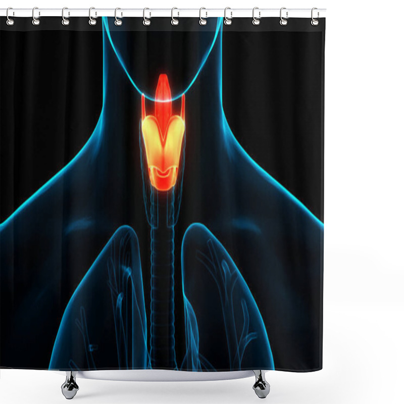 Personality  Human Body Glands Lobes Of Thyroid Gland Anatomy. 3D Shower Curtains