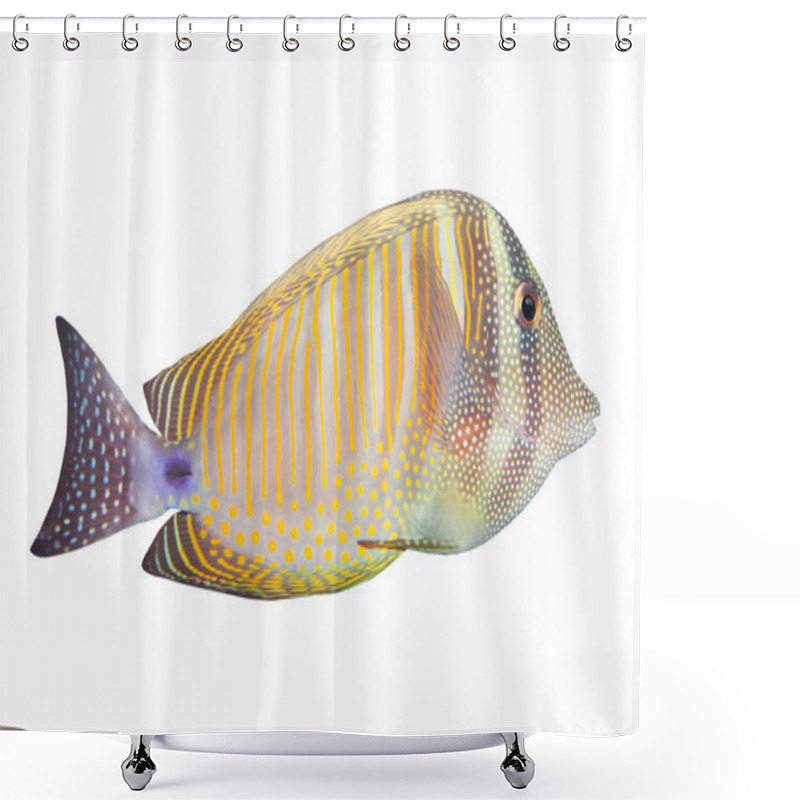 Personality  The Desjardin's Sailfin Tang - Tropical Fish Shower Curtains