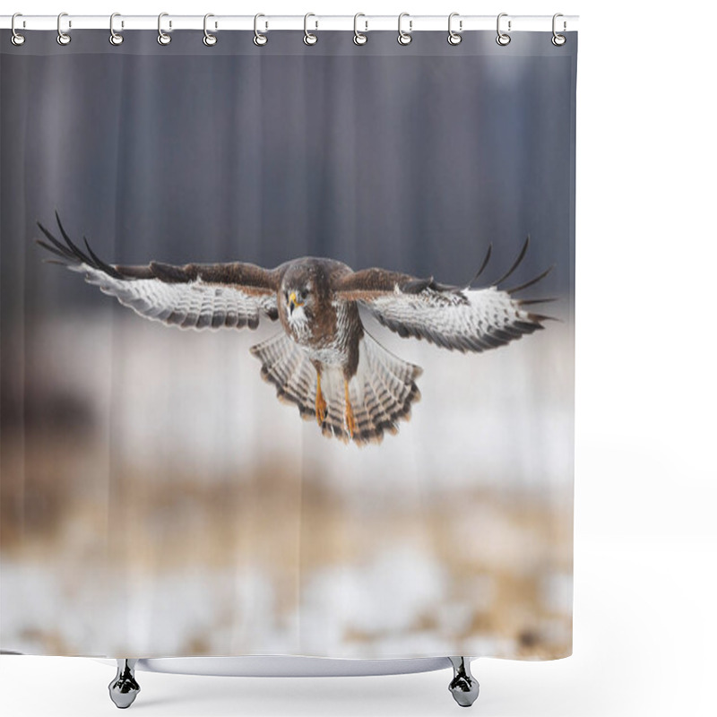 Personality  Beautiful Common Buzzard In Natural Habitat Shower Curtains