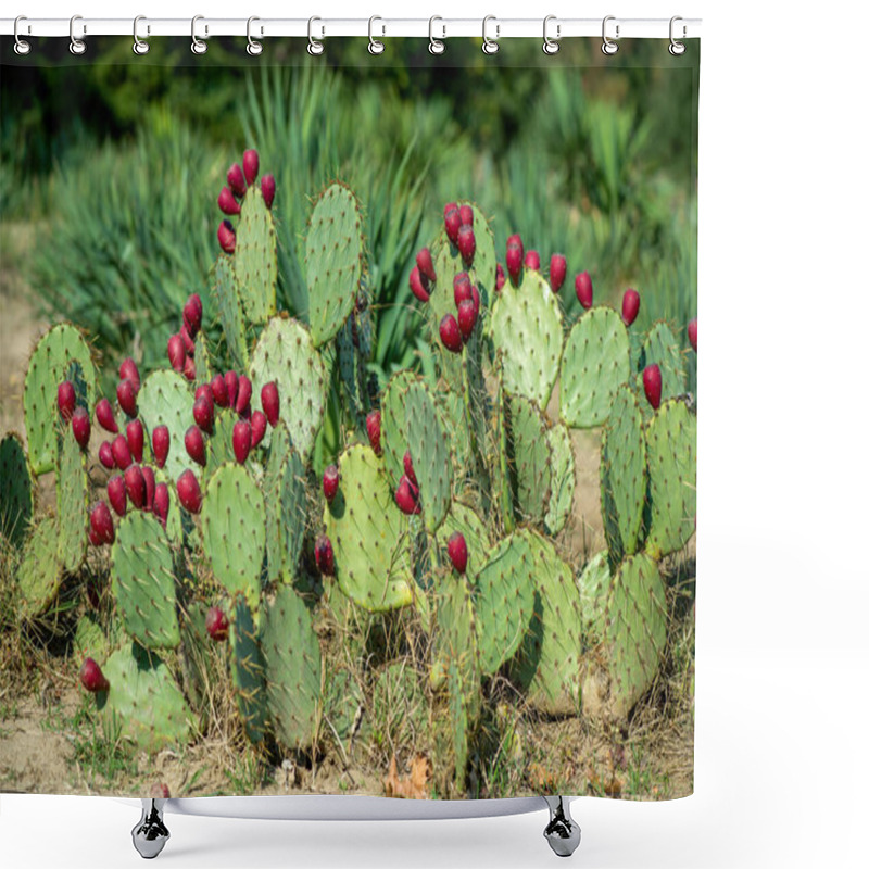 Personality  Close Up Of Opuntia Ficus-indica Is Also Known As Prickly Pear, Indian Fig Or Mission Cactus - Selective Focus Shower Curtains