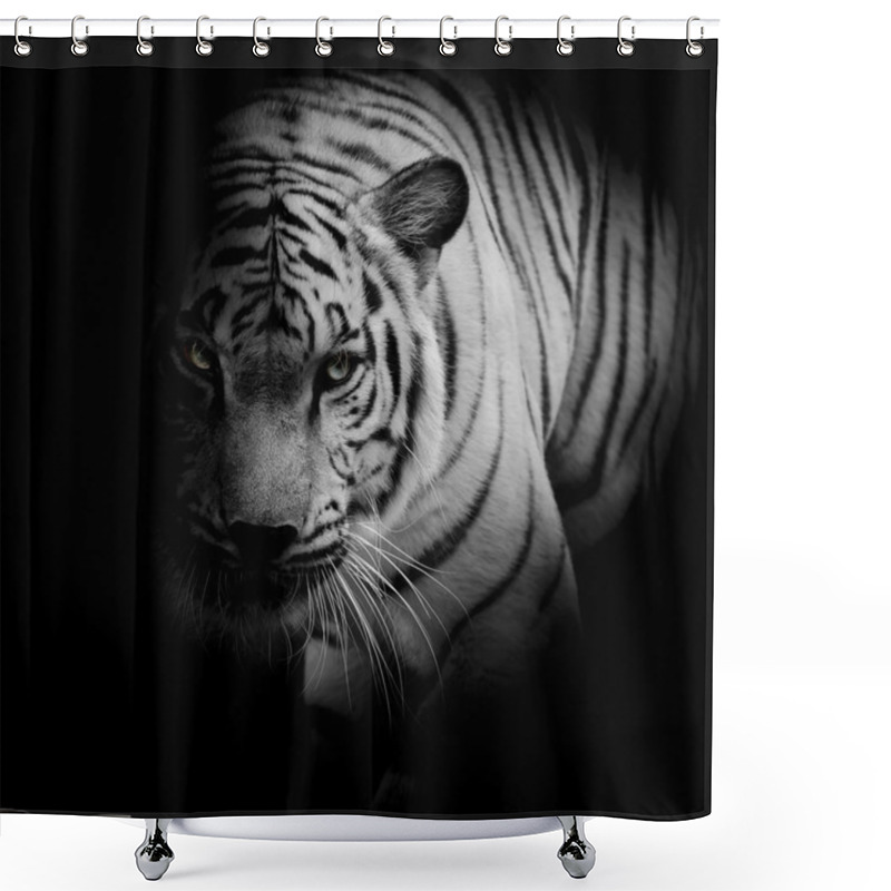 Personality  White Tiger Isolated On Black Background Shower Curtains