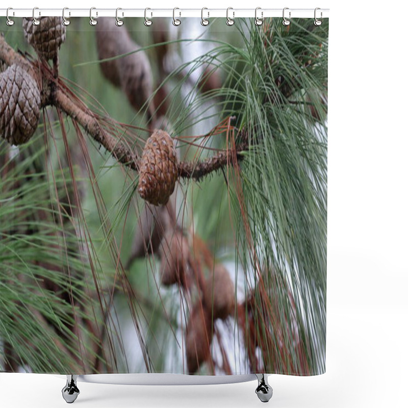 Personality  Close Up On The Pinecones Of A Pinus Tabulaeformis Carr, Pine Cones In A Pine Tree Shower Curtains