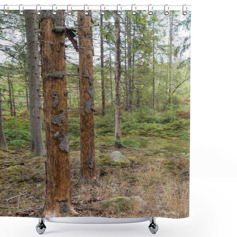 Personality  Spruce Tree Damaged By Spruce Bark Beetles Shower Curtains